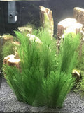 BEGONDIS Aquarium Decorations 5Pcs Fish Tank Artificial Green Water Plants Made of Silk Fabrics Plastic