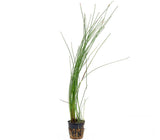 Potted Live Aquarium Plants | Freshwater Aquatic Plants for Aquariums (Giant Grass)