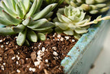 Succulent & Cactus Soil Mix by Perfect Plants (8QTS)