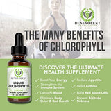 Benevolent Chlorophyll Liquid Drops - 100% Natural + 4X Potency Concentration for Energy Boost, Immune System Support, Internal Deodorant, Altitude Sickness. Not Watered Down. Minty Flavor