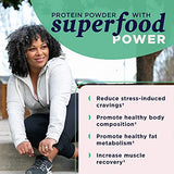 Ancient Nutrition Plant Based Protein Powder, Plant Protein+, Chocolate, Organic Vegan Superfoods Supplement, 15g Protein Per Serving, Gluten Free, Paleo Friendly 12 Serving