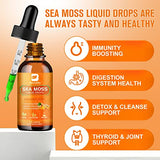 B BEWORTHS Sea Moss Liquid Drops - Organic Irish Sea Moss Raw Gel with Burdock Root, Tumeric, Spirulina, Seamoss Gel Supplement for Immune, Joint & Thyroid, Digestive Support - 2 Fl Oz, Vegan