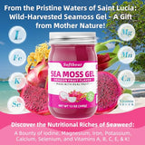 softbear Sea Moss Gel Dragonfruit Flavored 12 OZ - Wildcrafted Irish Sea Moss Gel Organic Raw 92 Minerals and Vitamins Non-GMO Gluten-Free Vegan Supplements Immune Digestive Support