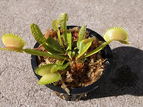 Adult Sized Venus Flytrap - Fly Trap - (Dionaea Muscipula) Carnivorous Plant 3 inch Pot