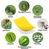 Kensizer 30-Pack Fruit Fly Trap, Yellow Sticky Gnat Traps Killer for Indoor/Outdoor Flying Plant Insect Like Fungus Gnats, Whiteflies, Aphids, Leaf Miners - 6x8 in, Twist Ties Included