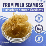 Biolore Sea Moss Gel Mango 16Oz Made in USA Supercharge Your Health with Raw Wildcrafted Irish Seamoss - Essential Vitamins & Minerals - Antioxidant-Rich Vegan Superfood for Immune Support