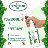 Minty Insect & Pest Control, Powerful & Natural 5% Peppermint Oil Spray for Ants, Spiders, Bed Bugs, Dust Mites, Roaches and More - Indoor and Outdoor Use, 16 fl oz Pint