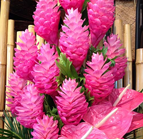 Hawaiian Pink Ginger Roots Alpinia Purpurata1 Package KV1 Discount Hawaiian Gifts