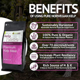 Kelp Bliss - Pure Kelp Meal - Organic Kelp Fertilizer for Growing Healthy Plants, Crops, and Gardens! Increases Fruit and Vegetable Yield! (10 lbs)