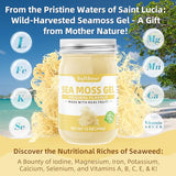 softbear Sea Moss Gel Original Flavored 12 OZ - Wildcrafted Irish Sea Moss Gel Organic Raw 92 Minerals and Vitamins Non-GMO Gluten-Free Vegan Supplements Immune Digestive Support