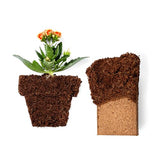 Coco Bliss Coco Coir - Compressed Coco Coir Bricks with Low EC and pH Balance - High Expansion Coco Fiber for Herbs, Flowers, Planting - OMRI Listed Renewable Coconut Soil (650 Grams, 6 Bricks)