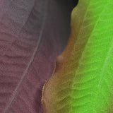 biOrb Silk Plant Set Medium Green & Purple