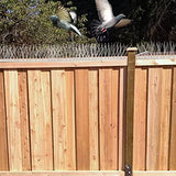 aushucu Bird Spikes Cover 21.6Feet Stainless Steel Pigeons Spikes Small Bird Spike for Roof Fence Window Mailbox(20Feet)