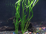 Florida 10 Species Live Aquarium Plants Bundle