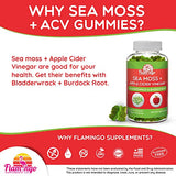 Sea Moss Gummies with Apple Cider Vinegar, Bladderwrack, and Burdock Root Organic- Sea Moss Gummies for Adults and Kids- Vegan, Organic, Irish Seamoss for Detox Cleanse, Seamoss and ACV – 70 Ct