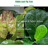 Fiddle Leaf Fig Tree Fertilizer (21 Ounces), House Ficus Plant Food, Figs Fertilizer with NPK Ration of 3-1-2 for Healthy Roots, Stems and Leaves