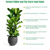 Fiddle Leaf Fig Tree Fertilizer (21 Ounces), House Ficus Plant Food, Figs Fertilizer with NPK Ration of 3-1-2 for Healthy Roots, Stems and Leaves