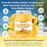 softbear Sea Moss Gel Peach Flavored 18 OZ - Wildcrafted Irish Sea Moss Gel Organic Raw 92 Minerals and Vitamins Non-GMO Gluten-Free Vegan Supplements Immune Digestive Support