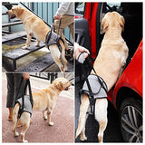 Dotoner Dog Sling for Large Dogs Hind Leg Support to Help Rehabilitate The Hind Limbs of Elderly Dogs with Weak Hind Legs Disabilities and Injuries Dog Harness Helps Arthritis ACL Recovery (L, Grey)