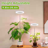 LORDEM Grow Light, LED Plant Light for Indoor Plants Growing, Full Spectrum Desk Growth Lamp with Automatic Timer for 4H/8H/12H, 4 Dimmable Levels, Height Adjustable 9.8"-30.6", Pack of 2