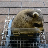 Artowell Raccoon One Way Eviction Door - The Raccoon Trap Contactless Excluder, Raccoon Repellent Perfect for Outdoor Spaces Like Attics, Chimneys & Under Decks. Fast Results, Easy DIY Installation