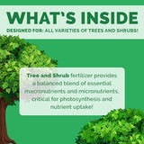 Bloom City's Tree & Shrub Fertilizer - Tree & Evergreen Fertilizer - Shrub Fertilizer for Healthier Growth, Quart (32oz)