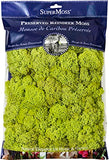 Super Moss 21669 Reindeer Moss Preserved, Chartreuse, 8oz (200 cubic inch)