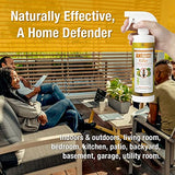 EcoVenger Ant Killer & Crawling Insect Killer (Citrus Scent) 16 OZ, Kills Fast in Minutes, Also Kills Spiders, Centipedes & More, Repels with Residual, Natural & Non-Toxic, Children & Pets Safe