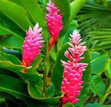 Hawaiian Pink Ginger Roots Alpinia Purpurata1 Package KV1 Discount Hawaiian Gifts