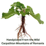 Organic Wild Burdock Root Tea - Caffeine Free Herbal Detox Support - Pharmacopoeia Quality - 75 Plant Based Tea Bags