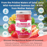 softbear Sea Moss Gel Strawberry Flavored 12 OZ - Wildcrafted Irish Sea Moss Gel Organic Raw 92 Minerals and Vitamins Non-GMO Gluten-Free Vegan Supplements Immune Digestive Support