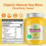 Seamoss Gel, Organic Raw Wildcrafted Irish Seamoss Gel Immune and Digestive Support Vitamin Mineral Antioxidant Supplements, Pineapple Mango 12oz