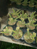 Rat Tail Cactus Plant