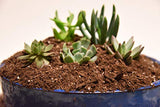 Succulent & Cactus Soil Mix by Perfect Plants (8QTS)