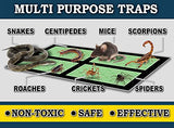 MaxGuard Mini Glue Traps (48 Traps) Non-Toxic Extra Sticky Glue Board Pre-Baited with Fruity Scent Attractant Trap & Kill Insects, Bugs, Spiders, Crickets, Scorpions, Cockroaches, Centipedes, Mice