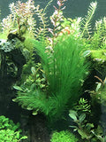 BEGONDIS Aquarium Decorations 5Pcs Fish Tank Artificial Green Water Plants Made of Silk Fabrics Plastic