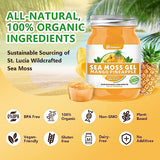 Sea Moss Gel, 18 OZ Wildcrafted Irish Seamoss Gel Rich in 92 Minerals & Vitamins Supports Immune System & Thyroid & Antioxidant, Non-GMO Organic Raw Sea Moss Supplements Mango Pineapple Flavor