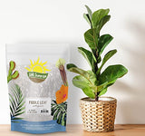 Premium Fiddle Leaf Fig Tree Soil (12 Quarts) - Expert Formula for Vibrant Growth - Nutrient-Rich Potting Mix, Specifically Designed for Healthy Indoor, Outdoor, and Potted Fiddle Fig Plants