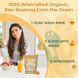 MEGAPLANTS Organic Sea Moss | Makes 228 Servings of Seamoss Gel | Pre-Washed | Wildcrafted | Immune Booster | Strengthen Hair, Skin, Nails & Joints