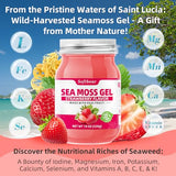 softbear Sea Moss Gel Strawberry Flavored 18 OZ - Wildcrafted Irish Sea Moss Gel Organic Raw 92 Minerals and Vitamins Non-GMO Gluten-Free Vegan Supplements Immune Digestive Support