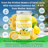 softbear Sea Moss Gel Lemon Flavored 12 OZ - Wildcrafted Irish Sea Moss Gel Organic Raw 92 Minerals and Vitamins Non-GMO Gluten-Free Vegan Supplements Immune Digestive Support