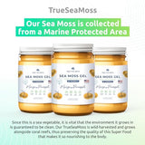 TrueSeaMoss Wildcrafted Irish Sea Moss Gel –7 Flavors- Nutritious Organic Raw Seamoss Rich in Minerals, Proteins & Vitamins – Antioxidant Health Supplement, Vegan Made in USA (Mango/Pineapple, 1)
