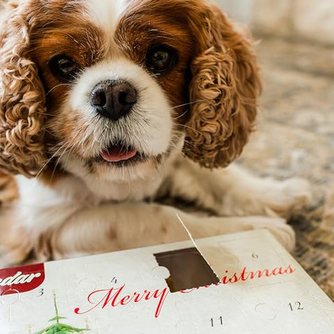 BLUE WOLF CALENDAR COMPANY 2023 Christmas Dog Advent Calendar for Dogs Grain Free Crunchy Peanut Butter Flavored Dog Treat Biscuits Dog Treat Advent Calendar