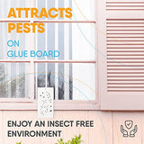 Flyweb Fly Light Glue Boards 1 Pack of 10 Replacement Glue boards for Gardner Flyweb Classic Fly Light and Flyweb Plus - Trap Fruit Flies, Mosquitoes, bugs and other Flying Insects