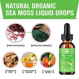 B BEWORTHS Sea Moss Liquid Drops - Organic Irish Sea Moss Gel with Burdock Root, Vitamin C, B12, 3000mg Seamoss Gel Supplement for Immune, Joint & Thyroid, Detox Cleanse & Digestive Support - 2 Fl Oz