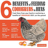 COOHGRUBS 10-lb Dried Black Soldier Fly Larvae Chicken Treats, High Protein Calcium Rich BSF Larvae Snacks for Hens Ducks