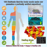 Sea Moss Gummies - Irish Sea Moss - Raw Organic Wildcrafted Sun-Dried Seamoss Powder and Gel - with Bladderwrack Burdock Root – Alkaline Keto Vegan Non-GMO Diet – Skin & Detox (Assorti)