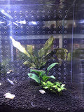 10 Gallon 9.8" x 11" Gallon Tank Acrylic Divider Aquarium Isolation Board with Suction Cups