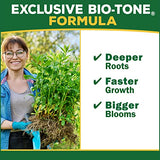 Espoma Organic Bulb-Tone 3-5-3 Natural & Organic Fertilizer and Plant Food for All Spring and Fall Bulbs. 4 lb. Bag. Use for Planting & Feeding to Promote Vibrant Blooms - Pack of 2