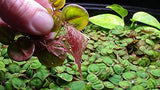 30+ Red Root Floater - Live Aquarium Plants - 4oz Cup